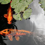 Mastering Koi Fish Care: Essential Tips for a Thriving Pond